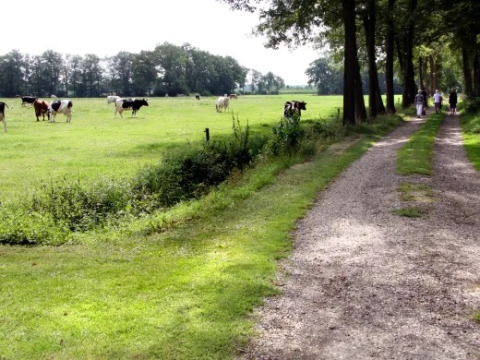 Mucche al pascolo accanto a un sentiero con persone, Landrijk «de Reesprong», Overijssel, Paesi Bassi.