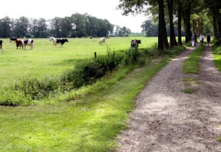 Mucche al pascolo accanto a un sentiero con persone, Landrijk «de Reesprong», Overijssel, Paesi Bassi.