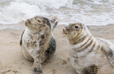 Two seals are lying relaxed on the beach near Hirtshals, North Jutland, Denmark, with the sea behind.