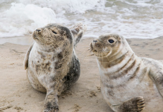 To sæler ligger afslappet på stranden nær Hirtshals i Nordjylland med havet bagved dem.