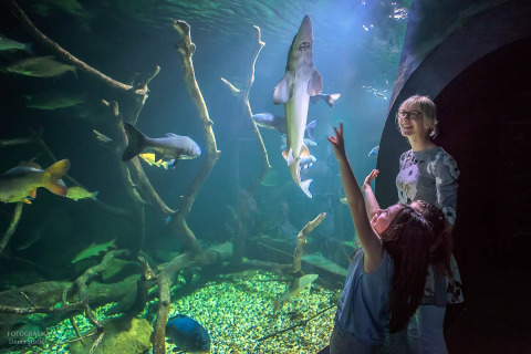 Mujer y niña mirando peces y un tiburón a través del cristal del acuario en Hirtshals, Jutlandia del Norte, Dinamarca.