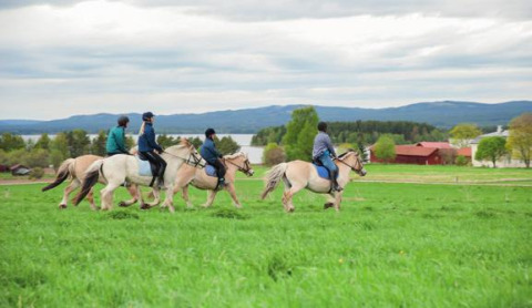 Vier personen rijden te paard op het groene gras bij Tornby Strand Camping, Noord-Jutland, Denemarken.