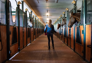 Persoon loopt door een paardenstal met paarden in boxen aan beide zijden bij Park Drentheland, Drenthe, Nederland.