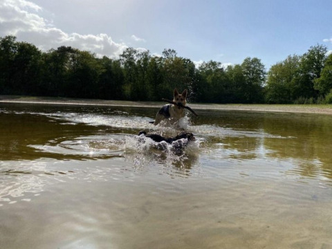 Hond springt met een stok in de bek door het water bij Park Drentheland, een vakantiepark in Drenthe, Nederland.