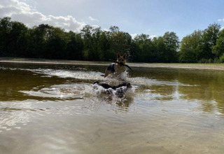 Hond springt met een stok in de bek door het water bij Park Drentheland, een vakantiepark in Drenthe, Nederland.