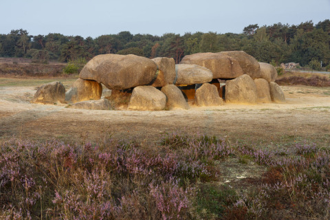 Prehistorische hunebedden in Park Drentheland, Drenthe, Nederland, omgeven door paarse heide.