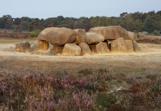 Prehistorische hunebedden in Park Drentheland, Drenthe, Nederland, omgeven door paarse heide.