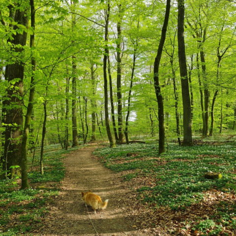 Hund på sti i grøn skov ved Skovly Camping, Region Sjælland, Danmark, forårsgrøn natur.