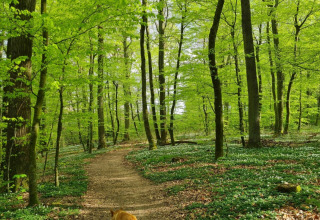 Chien en laisse sur un sentier forestier à Skovly Camping, Région Sjælland, Danemark, verdure printanière.