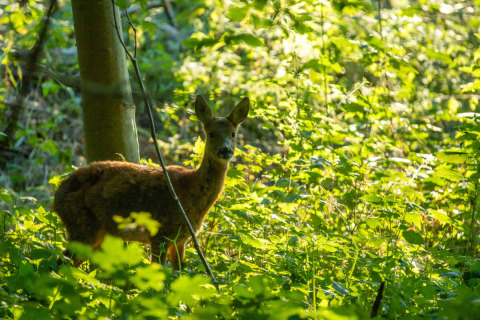 Un chevreuil se tient dans la verdure à Skovly Camping, parc de vacances en Seeland, Danemark, éclairé par le soleil.