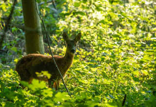 Un chevreuil se tient dans la verdure à Skovly Camping, parc de vacances en Seeland, Danemark, éclairé par le soleil.