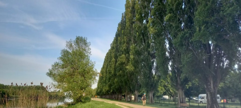 Sendero en Onlycamp Camping La Gâtine, Centre-Val de Loire, Francia, flanqueado por altos árboles verdes.