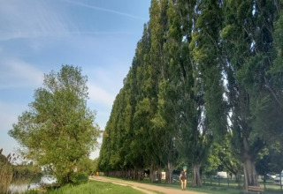 Chemin à Onlycamp Camping La Gâtine en Centre-Val de Loire, bordé de grands arbres verts et de nature luxuriante.