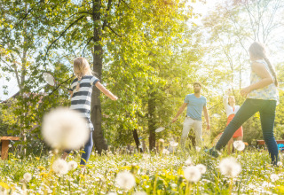 Famiglia gioca a badminton su un prato di soffioni a Holiday park Latour, Brabante Settentrionale, Paesi Bassi.