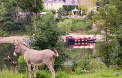 Un âne broute près d’un lac avec un bateau et une maison au BoerenBed Hohenwarter Seehof en Thuringe.