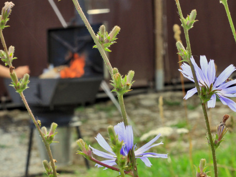 Close-up van paarse veldbloemen met op de achtergrond een barbecuevuur in Thüringen, Duitsland.