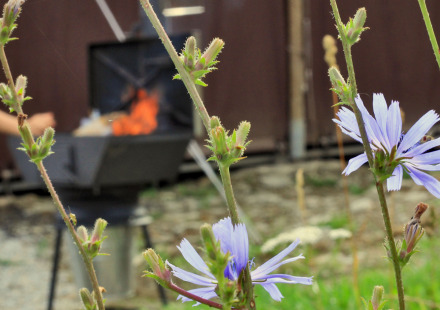Close-up van paarse wilde bloemen met een barbecue en vuur wazig op de achtergrond in Thüringen, Duitsland.