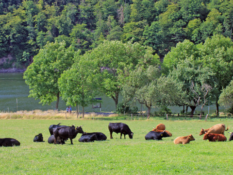 Koeien grazen en liggen in een groene wei bij het water aan BoerenBed Hohenwarter Seehof, Thüringen.