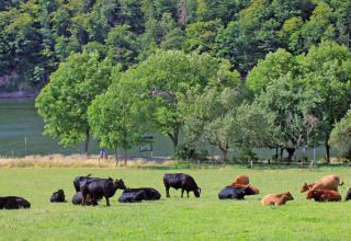 Kühe liegen und grasen auf einer grünen Wiese am Wasser im BoerenBed Hohenwarter Seehof, Thüringen.