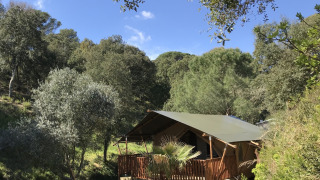 Tenda safari con veranda privata e servizi igienici, immersa tra alberi e natura rigogliosa.