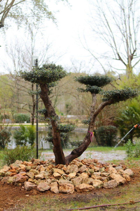 Een kunstig gesnoeide boom met stenen rondom in Les Rives de Courtes vakantiepark, Occitanië, Frankrijk.