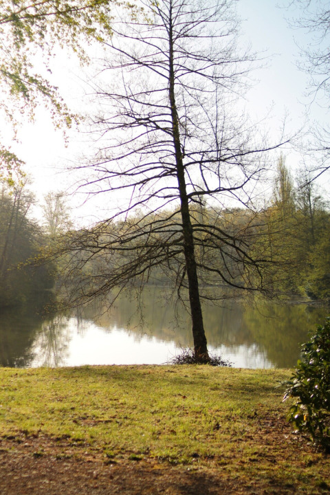 Een enkele boom bij het meer in vakantiepark Les Rives de Courtes, Occitanie, Frankrijk, in het ochtendlicht.