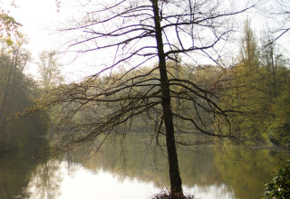 Een enkele boom bij het meer in vakantiepark Les Rives de Courtes, Occitanie, Frankrijk, in het ochtendlicht.