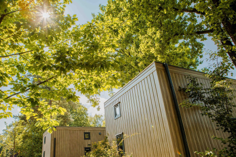 Zonlicht valt door de bomen boven tiny house Rosendael met hottub in Veluwe park de Bosgraaf, Nederland.