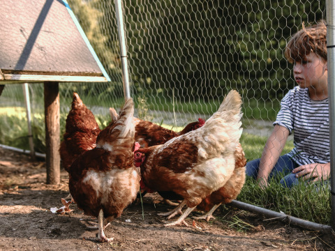 Un niño observa gallinas en un corral en BoerenBed De Kalverweide, un parque vacacional en Overijssel, Países Bajos.
