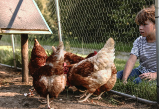Un niño observa gallinas en un corral en BoerenBed De Kalverweide, un parque vacacional en Overijssel, Países Bajos.
