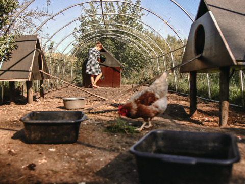 Mujer alimentando gallinas en un corral con casetas en BoerenBed De Kalverweide, Overijssel, Países Bajos.