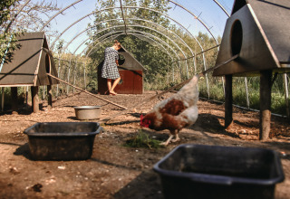 Mujer alimentando gallinas en un corral con casetas en BoerenBed De Kalverweide, Overijssel, Países Bajos.