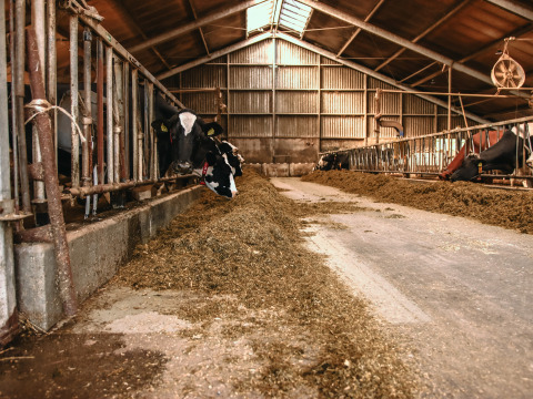 Establo interior en BoerenBed De Kalverweide, Overijssel, Países Bajos, con vacas comiendo en comederos.