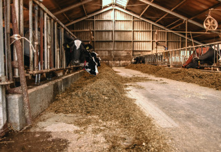 Establo interior en BoerenBed De Kalverweide, Overijssel, Países Bajos, con vacas comiendo en comederos.