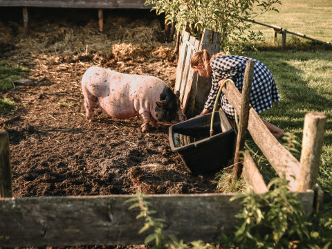 Una niña con vestido a cuadros da de comer a un cerdo en un corral en BoerenBed De Kalverweide, Overijssel.