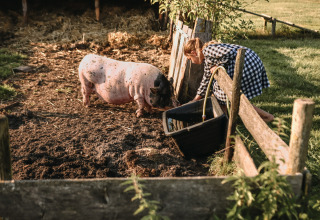 Una niña con vestido a cuadros da de comer a un cerdo en un corral en BoerenBed De Kalverweide, Overijssel.