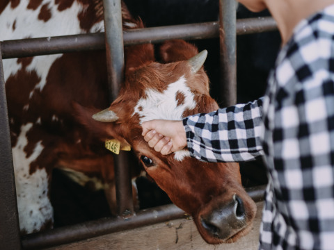 Un niño acaricia la cabeza de una vaca en BoerenBed De Kalverweide, un parque vacacional en Overijssel, Países Bajos.