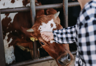 Un niño acaricia la cabeza de una vaca en BoerenBed De Kalverweide, un parque vacacional en Overijssel, Países Bajos.