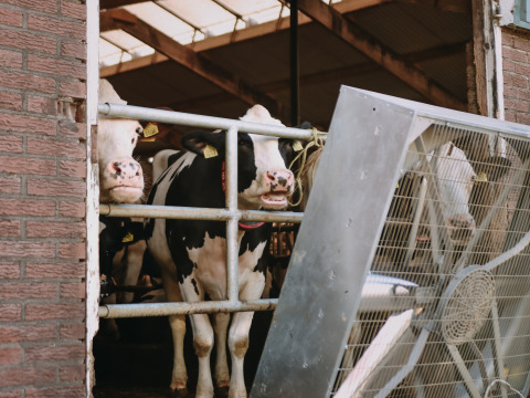 Vacas blancas y negras detrás de una reja junto a un ventilador grande en BoerenBed De Kalverweide, Overijssel.