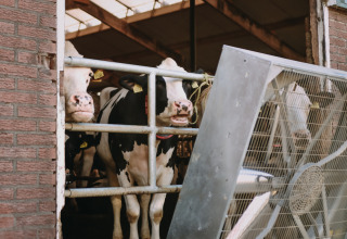 Vacas blancas y negras detrás de una reja junto a un ventilador grande en BoerenBed De Kalverweide, Overijssel.