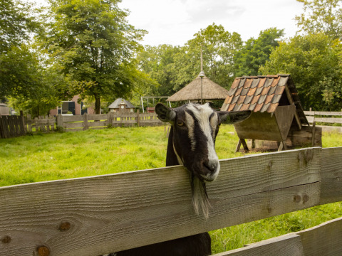 Une chèvre regarde par-dessus une clôture en bois à BoerenBed Het Boshuis, parc de vacances en Gueldre, Pays-Bas.
