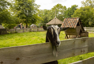 Una cabra mira sobre una valla de madera en BoerenBed Het Boshuis, un parque vacacional en Gelderland, Países Bajos.
