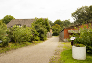 Camino rural en BoerenBed Het Boshuis, un parque vacacional en Gelderland, Países Bajos, rodeado de vegetación.