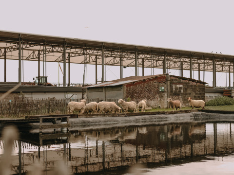 Des moutons paissent près d’un étang devant une grange à BoerenBed Hoeve den Overdraght, Flandre occidentale, Belgique.