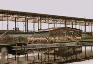 Får græsser ved en dam foran en lade på ferieparken BoerenBed Hoeve den Overdraght i Vestflandern, Belgien.