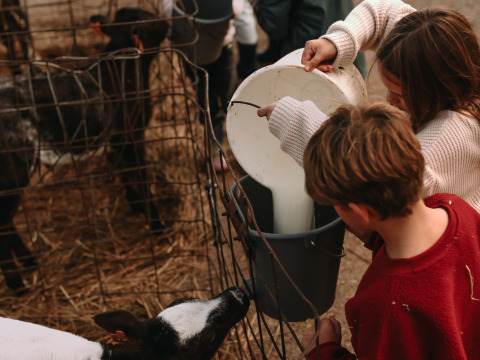 Twee kinderen voeren een kalf melk uit een emmer op een boerderij, hekwerk en stro zichtbaar op de achtergrond.