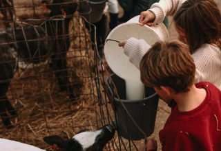 Two children feed a calf milk from a bucket on a farm, with fencing and hay visible in the background.