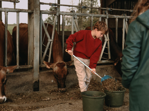 Un enfant nourrit des vaches dans une étable à BoerenBed Hoeve den Overdraght, un parc de vacances en Flandre occidentale, Belgique.