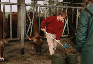 Een kind voert koeien in een stal bij BoerenBed Hoeve den Overdraght, een vakantiepark in West-Vlaanderen, België.