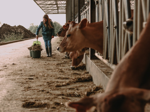 Een persoon voert koeien op de boerderij van BoerenBed Hoeve den Overdraght, vakantiepark in West-Vlaanderen, België.